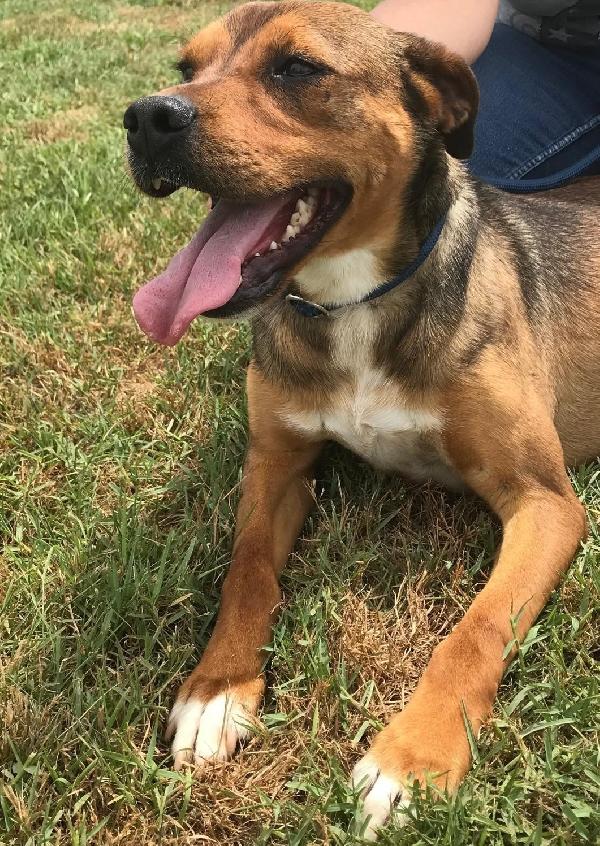 Mango, il cagnolino che si mette in posa  Foto 6